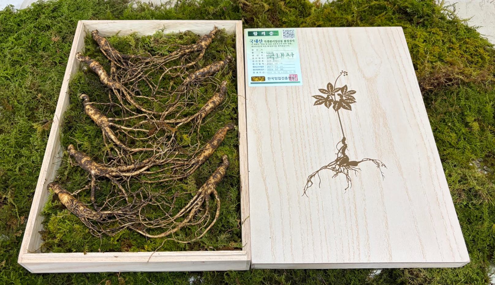 Korean Mountain Ginseng | 8 Year Wild-Cultivated Premium Root