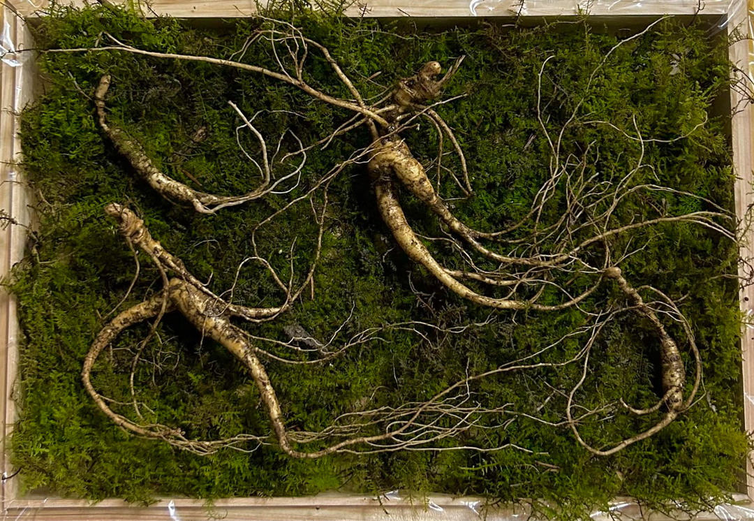 12 Years Korean Premium Wild-Cultivated Ginseng — 5 Roots