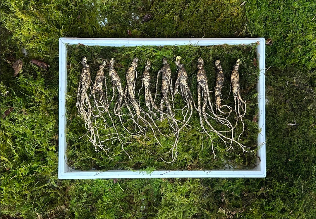 12 Years Korean Premium Wild-Cultivated Ginseng — 10 Roots