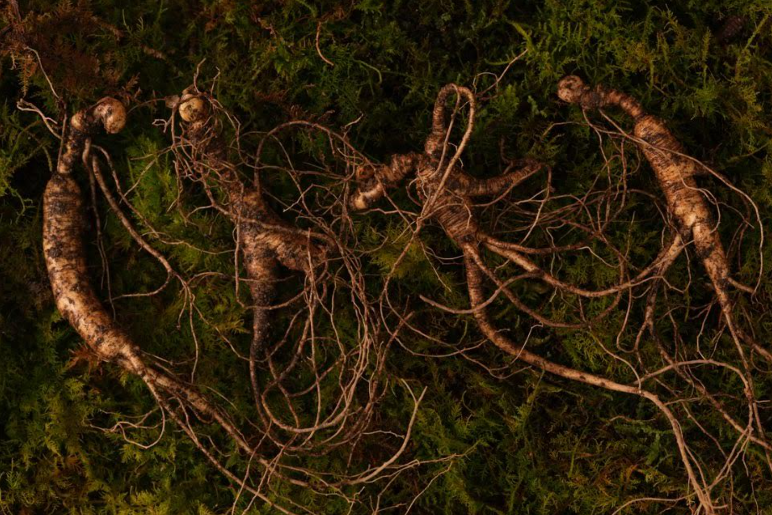 Korean Mountain Ginseng | 8 Year Wild-Cultivated Premium Root