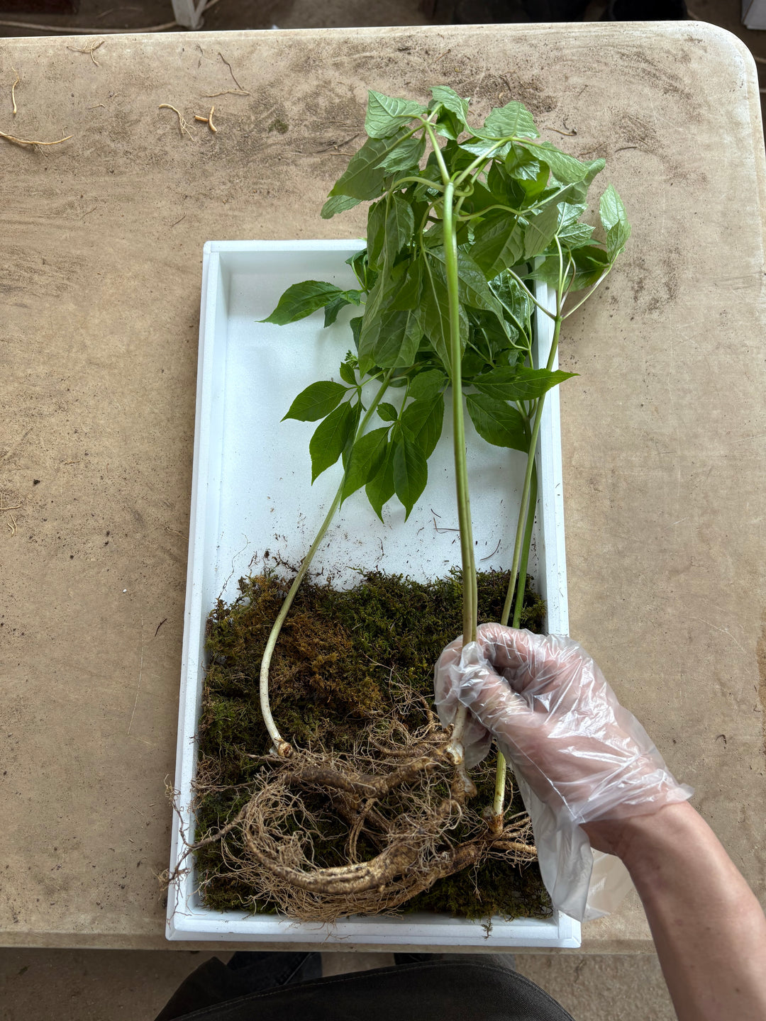 8 Years Korean Premium Wild-Cultivated Ginseng — 5 Roots